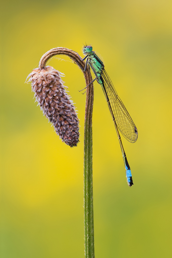 Blue-Tailed Damselfly 4